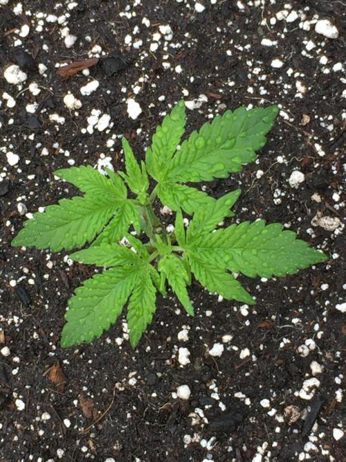 GAS HINDUGOD. Week 4