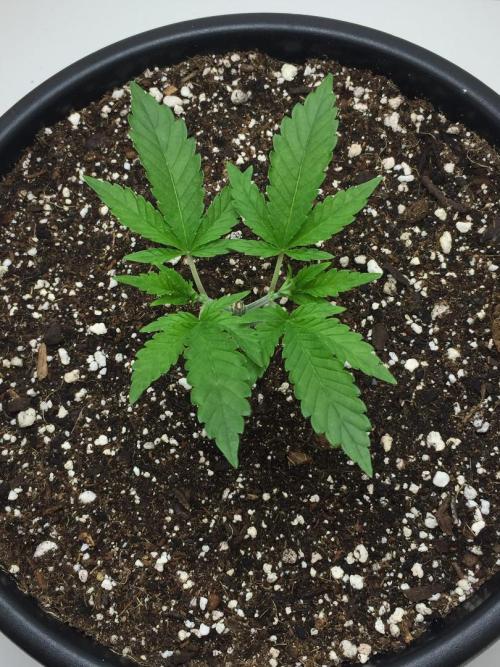 GAS HINDUGOD. Week 4