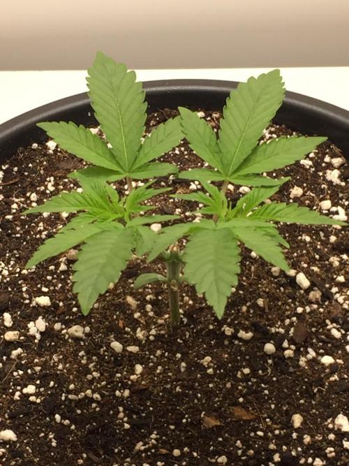 GAS HINDUGOD. Week 4