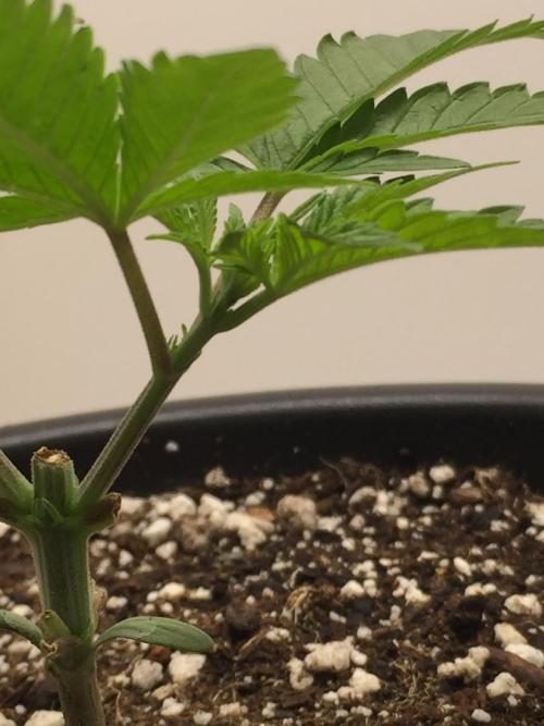 GAS HINDUGOD. Week 4