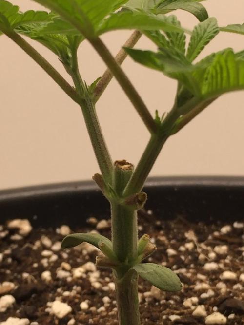 GAS HINDUGOD. Week 4