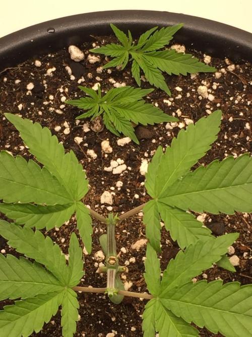 GAS HINDUGOD. Week 4