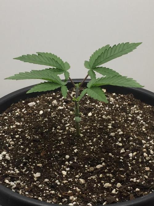 GAS HINDUGOD. Week 4