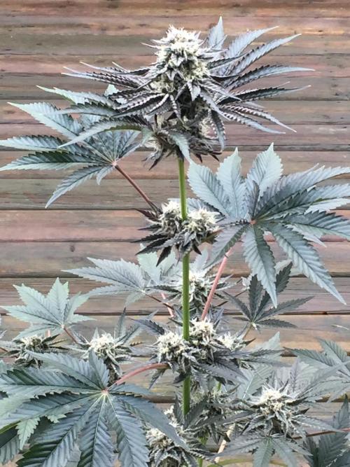 Exotic Seed Georgia Cream. Week 9