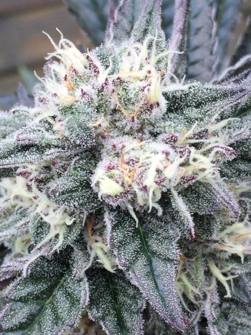 Exotic Seed Georgia Cream. Week 9