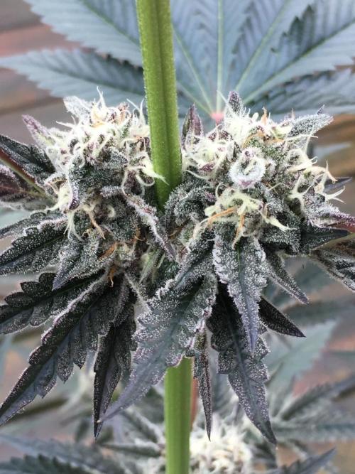 Exotic Seed Georgia Cream. Week 9