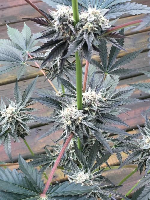 Exotic Seed Georgia Cream. Week 9