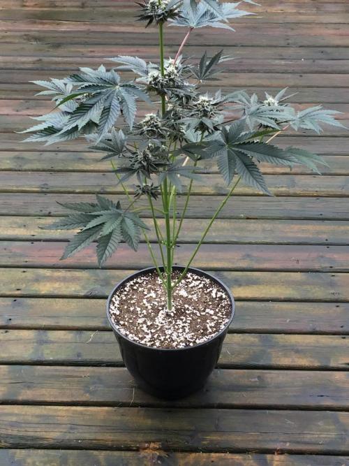 Exotic Seed Georgia Cream. Week 9