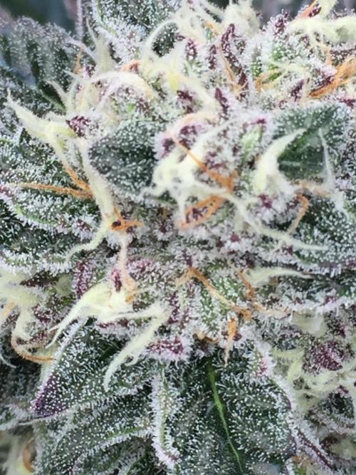 Exotic Seed Georgia Cream. Week 9