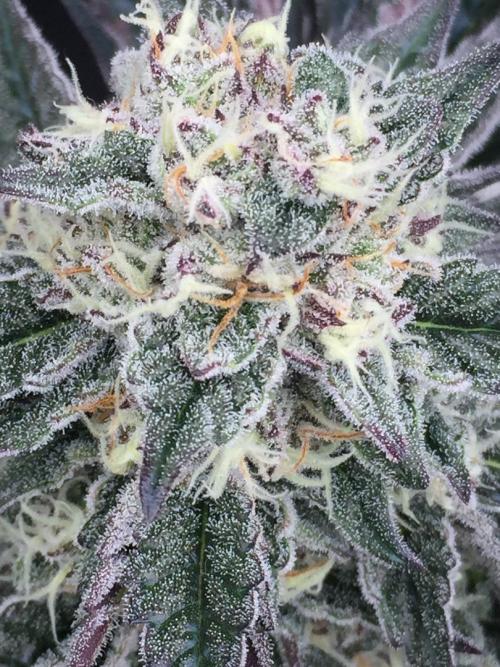 Exotic Seed Georgia Cream. Week 9