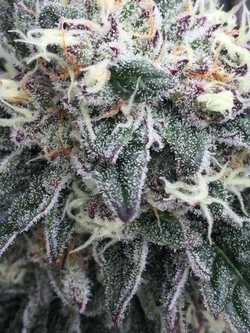 Exotic Seed Georgia Cream. Week 9