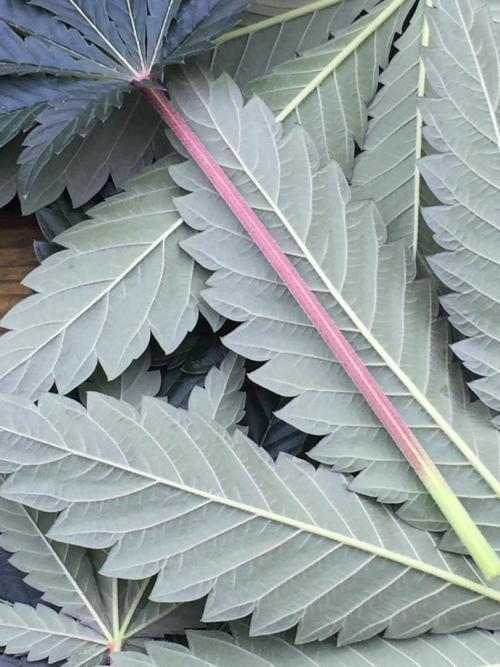 Exotic Seed Georgia Cream. Week 9