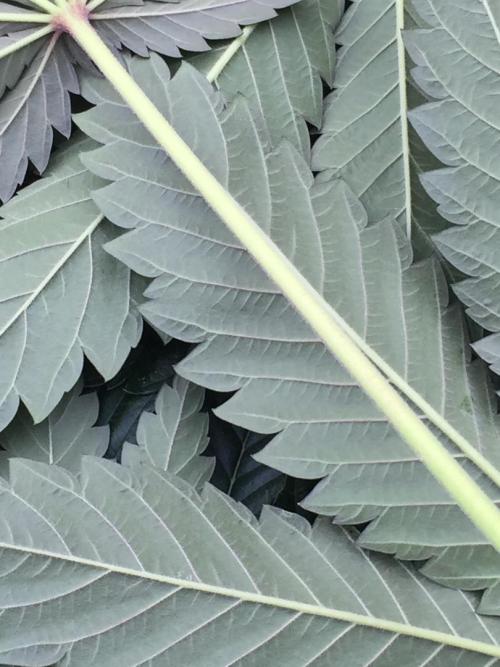 Exotic Seed Georgia Cream. Week 9