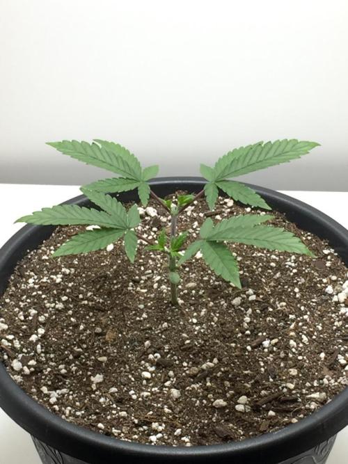 GAS HINDUGOD. Week 5