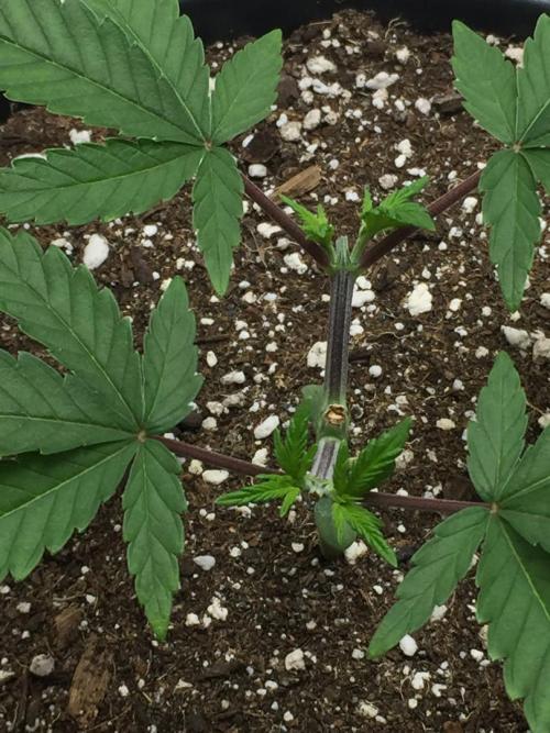 GAS HINDUGOD. Week 5