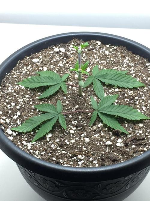 GAS HINDUGOD. Week 5