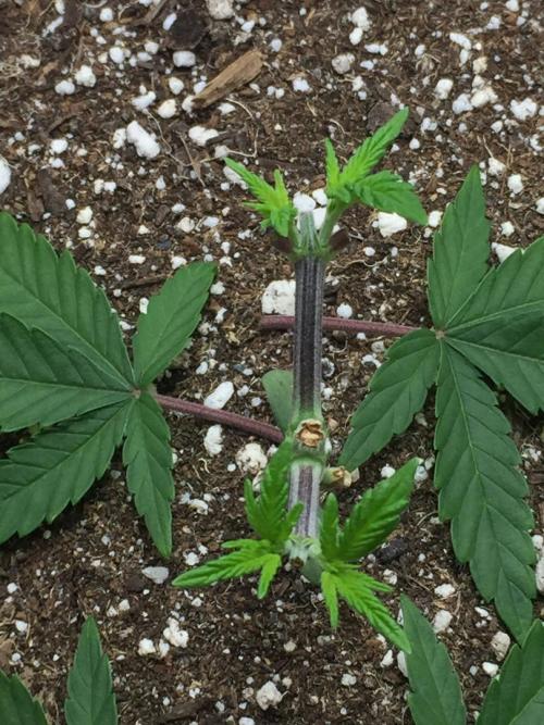 GAS HINDUGOD. Week 5