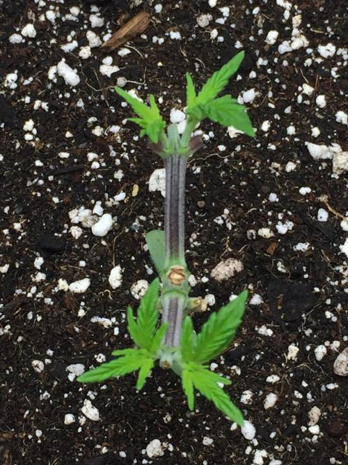 GAS HINDUGOD. Week 5