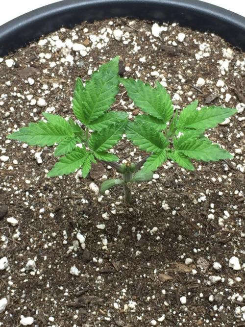 GAS HINDUGOD. Week 5