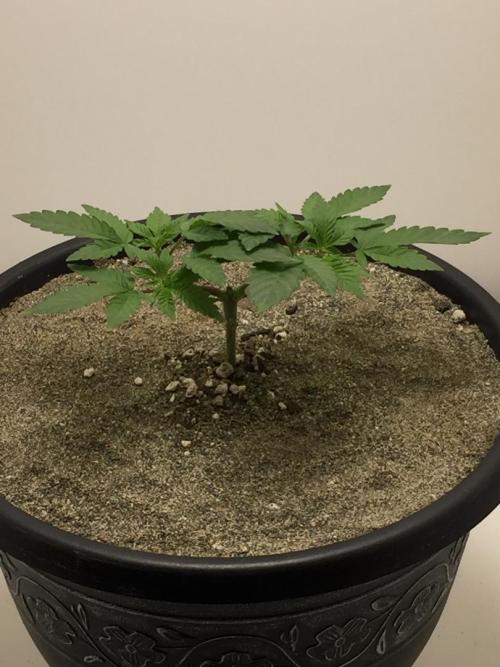 GAS HINDUGOD. Week 6