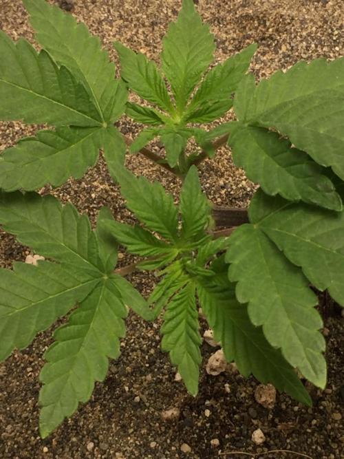 GAS HINDUGOD. Week 6