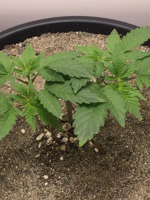 GAS HINDUGOD. Week 6