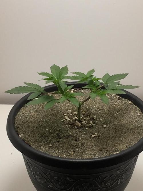 GAS HINDUGOD. Week 6