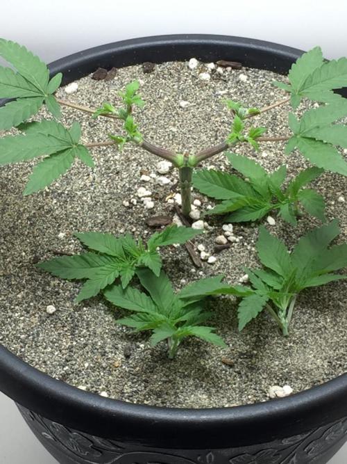 GAS HINDUGOD. Week 6