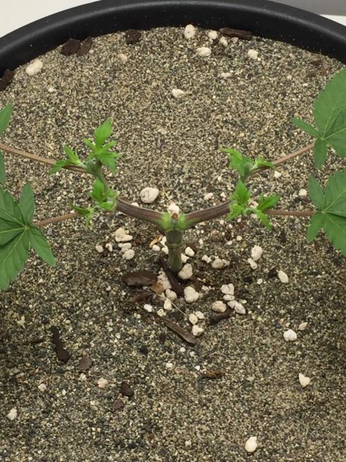 GAS HINDUGOD. Week 6