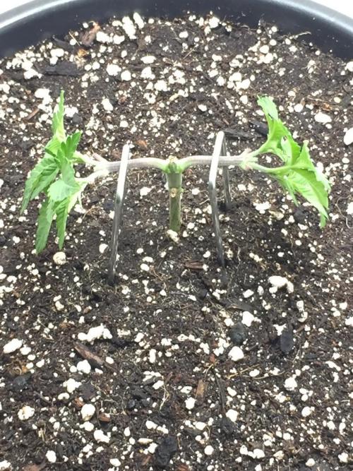 GAS HINDUGOD. Week 6