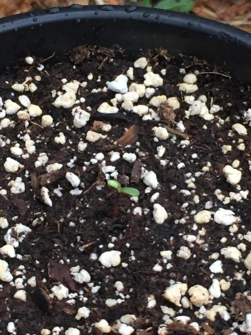 Winter Outdoor 2/28/26. Week 0