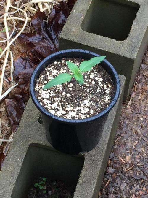 Winter Outdoor 2/28/26. Week 2 - DAY 14
