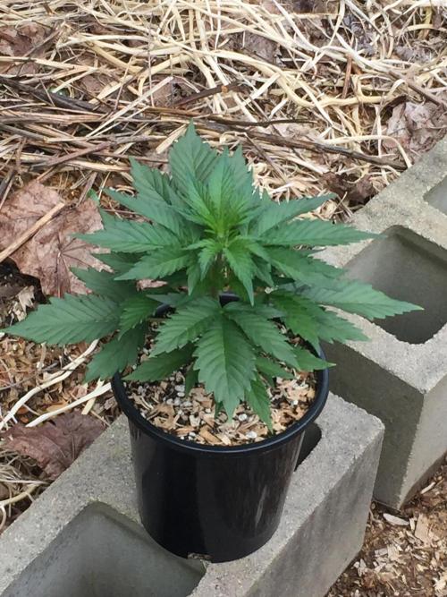 Winter Outdoor 2/28/26. Week 5 - DAY 32