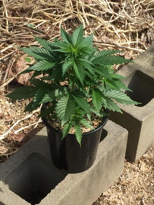 Winter Outdoor 2/28/26. Week 5 - DAY 35