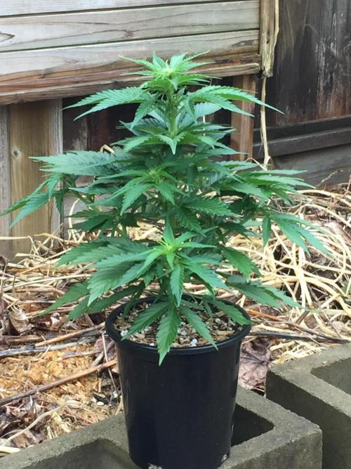 Winter Outdoor 2/28/26. Week 6 - DAY 42