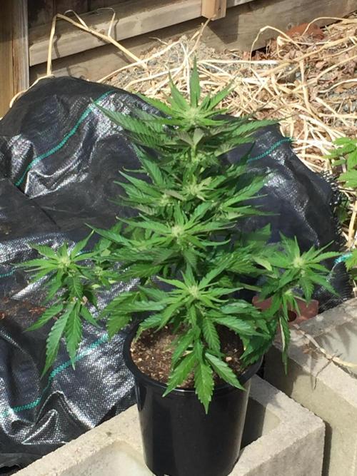 Winter Outdoor 2/28/26. Week 7 - DAY 49 