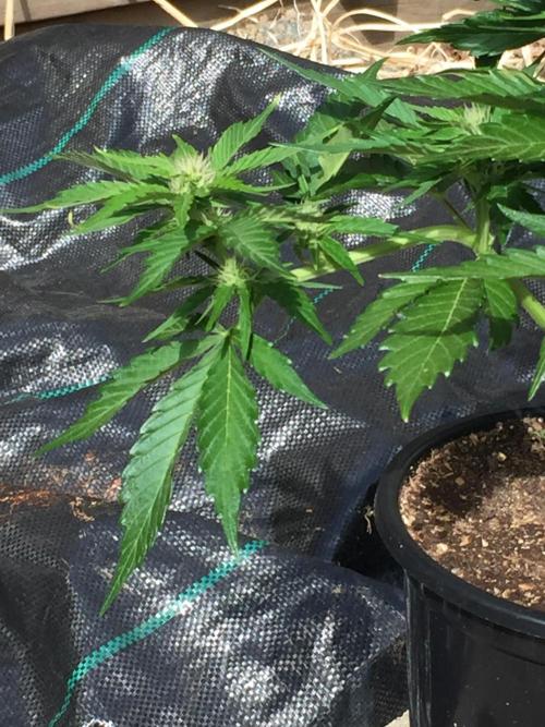 Winter Outdoor 2/28/26. Week 7 - DAY 49