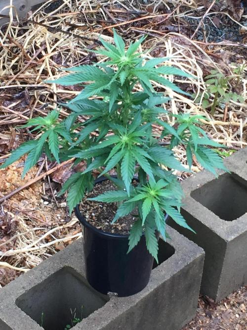 Winter Outdoor 2/28/26. Week 7 - DAY 43