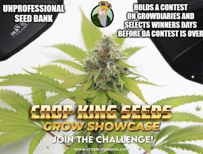 Sponsorship Grow. Week 12