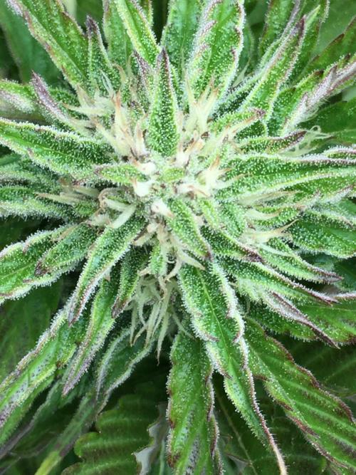 Winter Outdoor 2/28/26. Week 8 - DAY 52