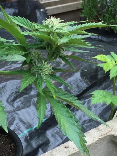 Winter Outdoor 2/28/26. Week 8 - DAY 52