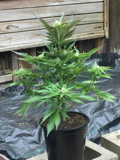 Winter Outdoor 2/28/26. Week 8 - DAY 56