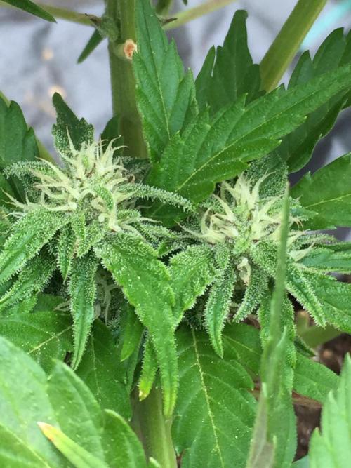Winter Outdoor 2/28/26. Week 8 - DAY 56