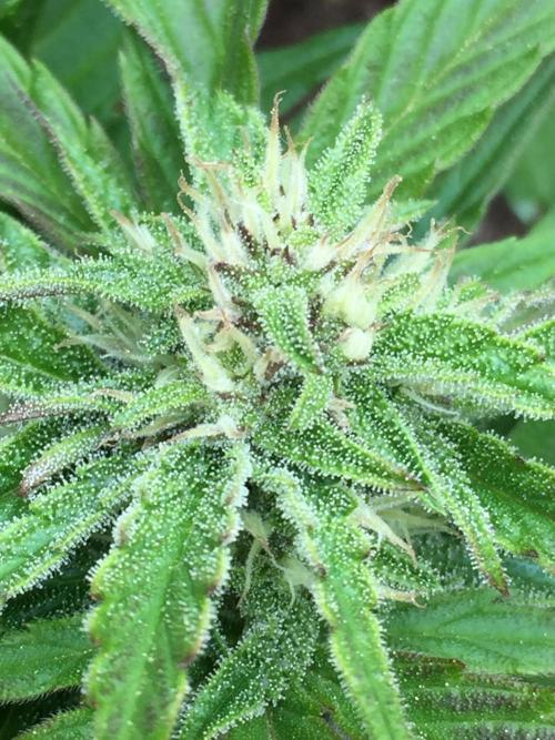 Winter Outdoor 2/28/26. Week 8 - DAY 56