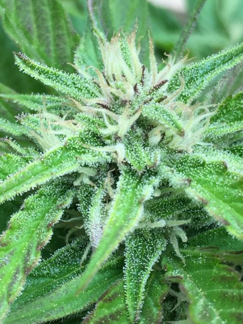 Winter Outdoor 2/28/26. Week 8 - DAY 56