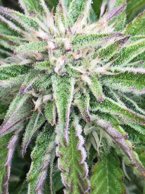Winter Outdoor 2/28/26. Week 8 - DAY 56
