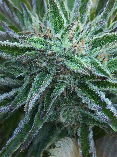 Winter Outdoor 2/28/26. Week 9 - DAY 63