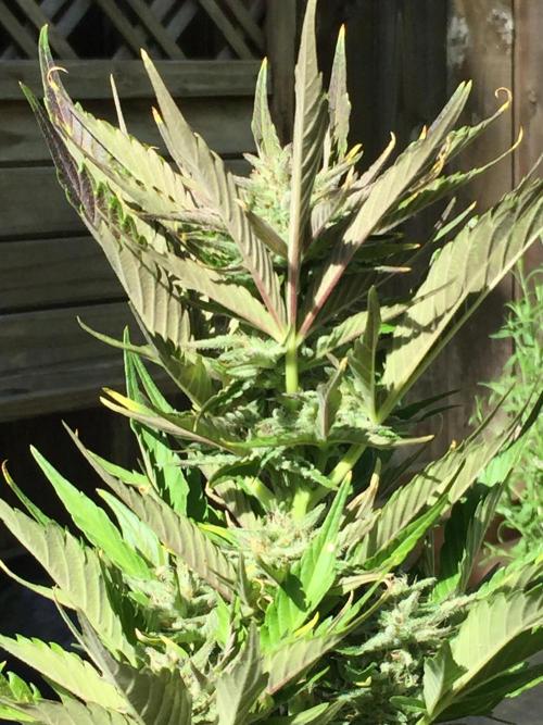 Winter Outdoor 2/28/26. Week 9 - DAY 63