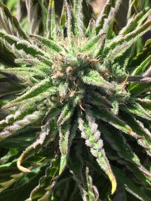 Winter Outdoor 2/28/26. Week 9 - DAY 63
