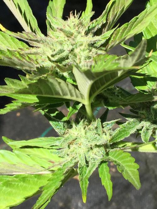 Winter Outdoor 2/28/26. Week 9 - DAY 63